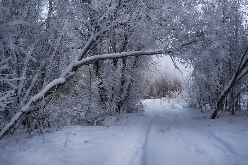 зима, иней, мороз, снег, деревья, дорога, архангельск По дороге в зимуphoto preview