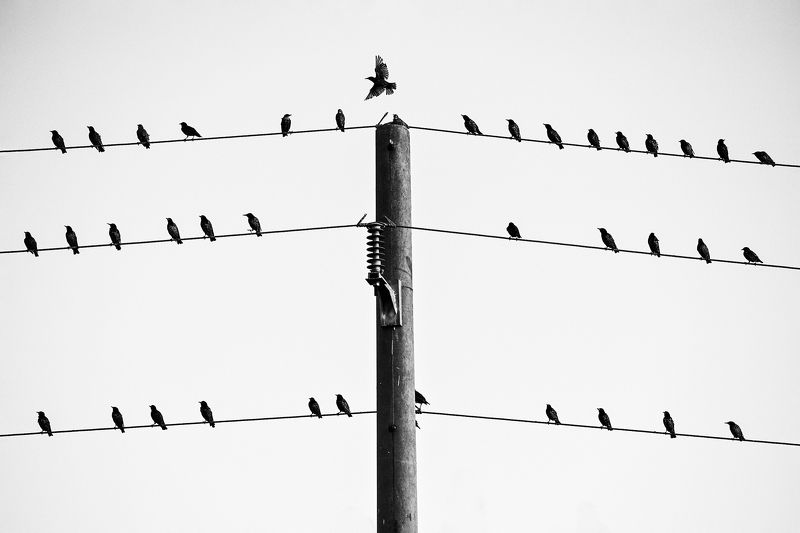 nikon, bulgaria, birds, black, white photo preview