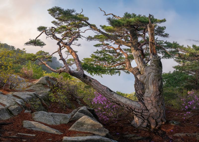 Old pine at the top of a mountainphoto preview