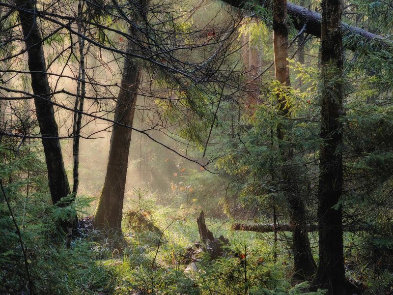 лес, ноябрь, утро, туман, forest, november, morning, fog Таинственный лесphoto preview