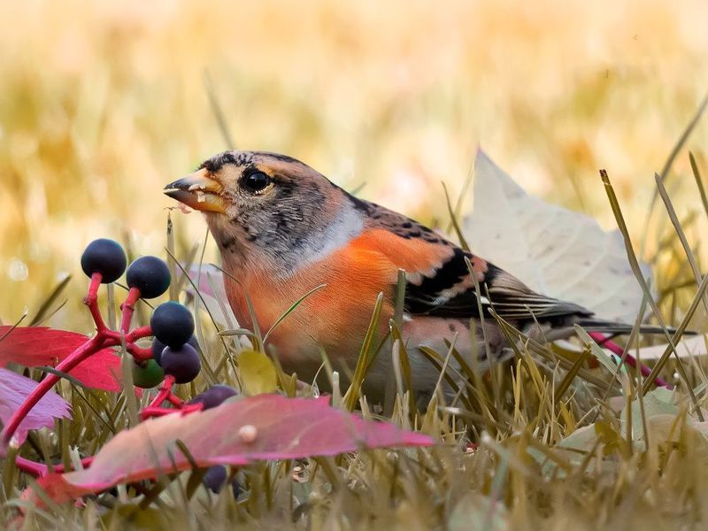 Завтрак на траве. Юрокphoto preview