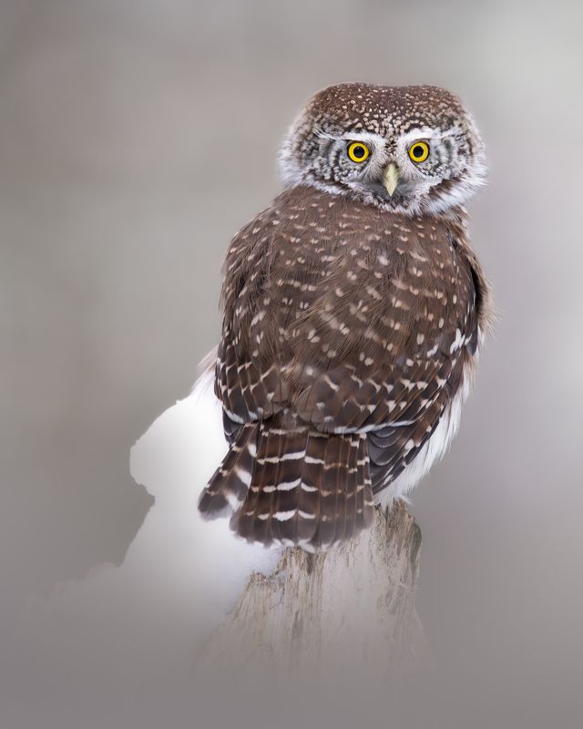 Воробьиный сыч,Glaucidium passerinum, Январь 2024photo preview