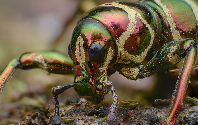 macro, insect, nature, weevil Weevilphoto preview