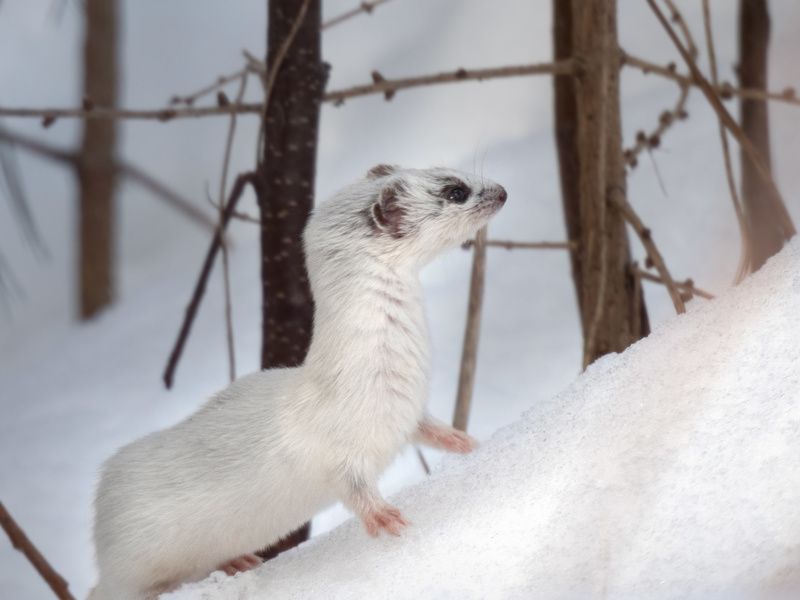 Белоснежкаphoto preview