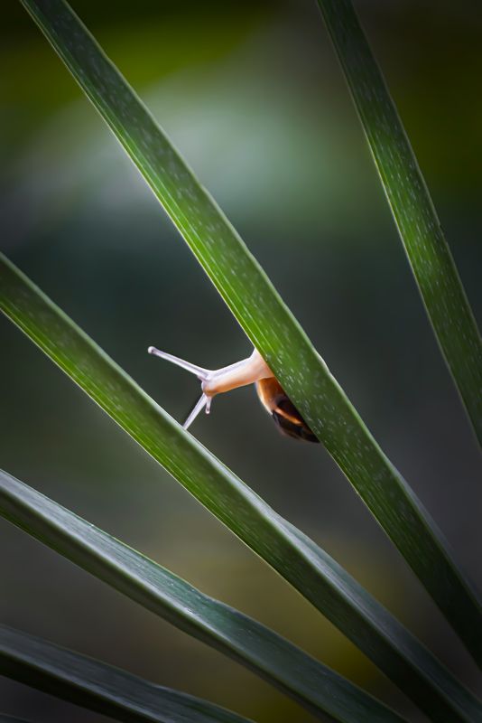 snails, snail, macro, macrophoto, macrophotography, nature, forest, макро, макрофото, природа, улитка, тишина, покой, грибы, цветы photo preview