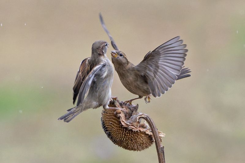 Воробей ссоритсяphoto preview