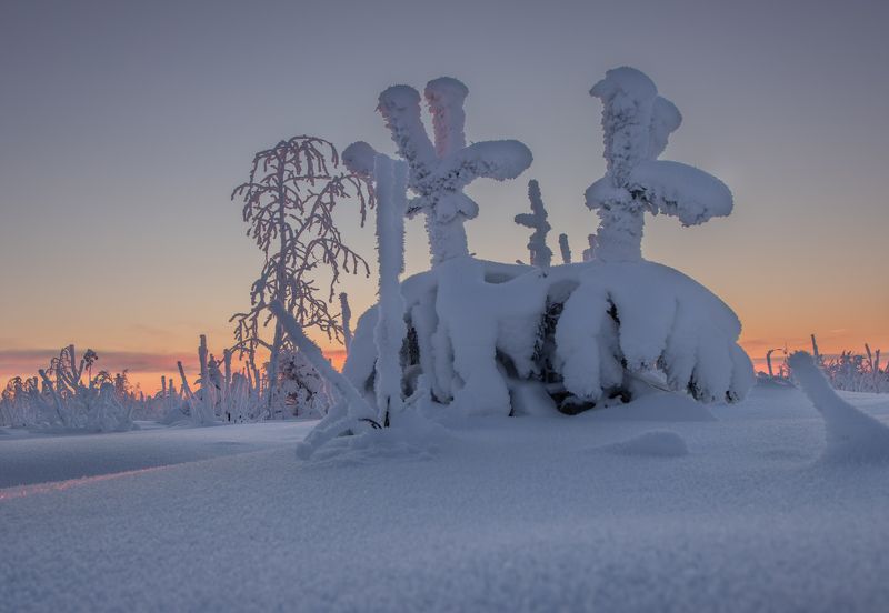 снег, иней, зима, мороз, сугроб, ёлка photo preview