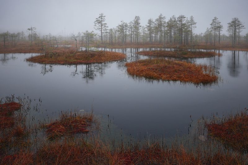пейзаж, болото, осень, туман photo preview
