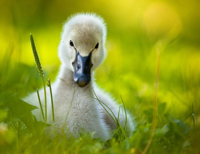 Black swanphoto preview