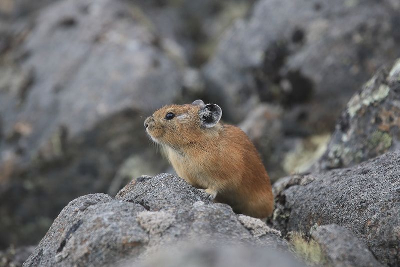 пищуха а она сидит и улыбаетсяphoto preview