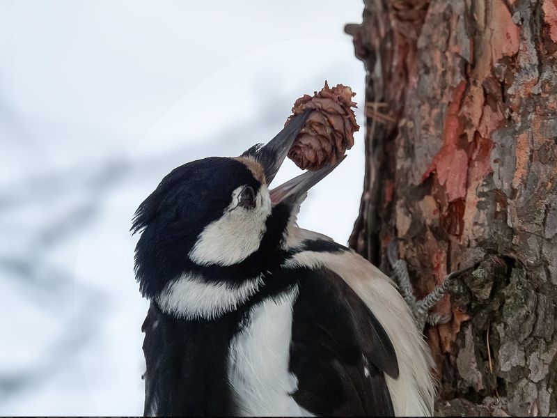 Вкусная шишкаphoto preview