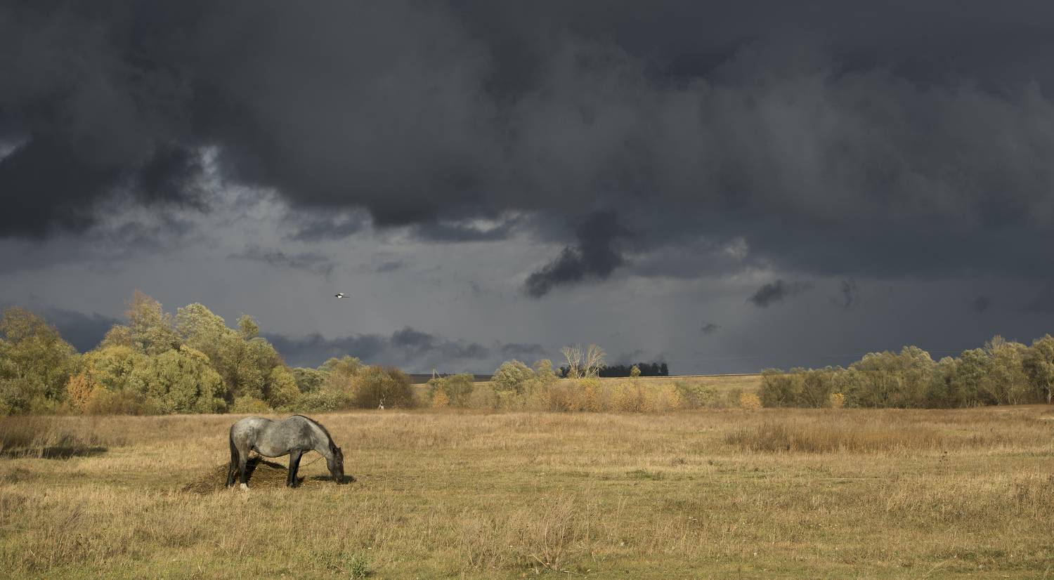 , Руслан Соколов