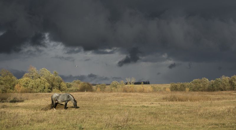 Про лошадь и сороку.photo preview