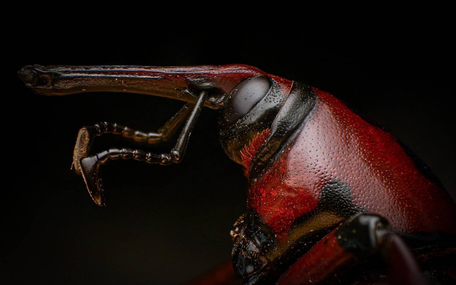 macro, nature, insect, weevil, Norman Celis