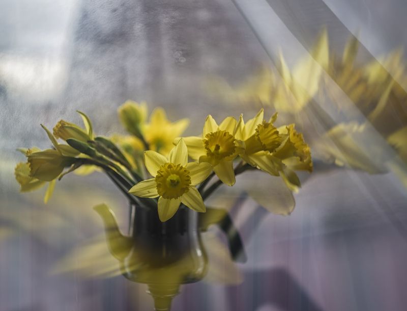 нарцисс Призываю веснуphoto preview