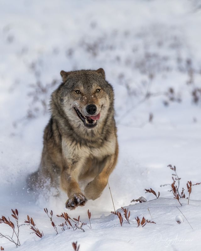 Волкиphoto preview