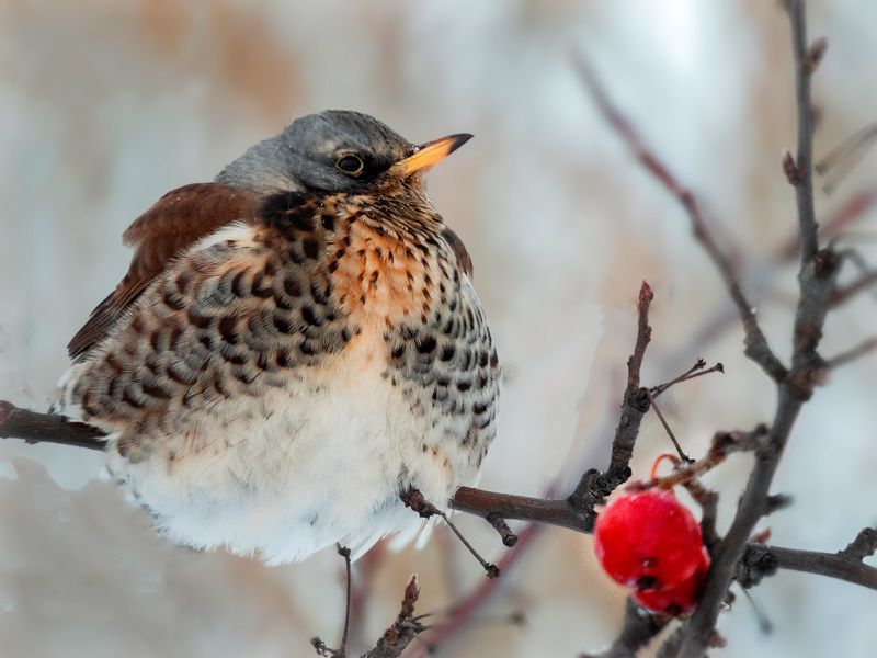 Загрустил... Дрозд рябинникphoto preview