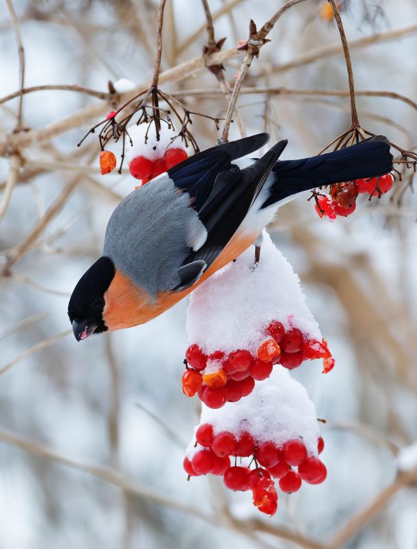 снегирь, pyrrhula pyrrhula, фото птиц Снегирь. (Pyrrhula pyrrhula)photo preview