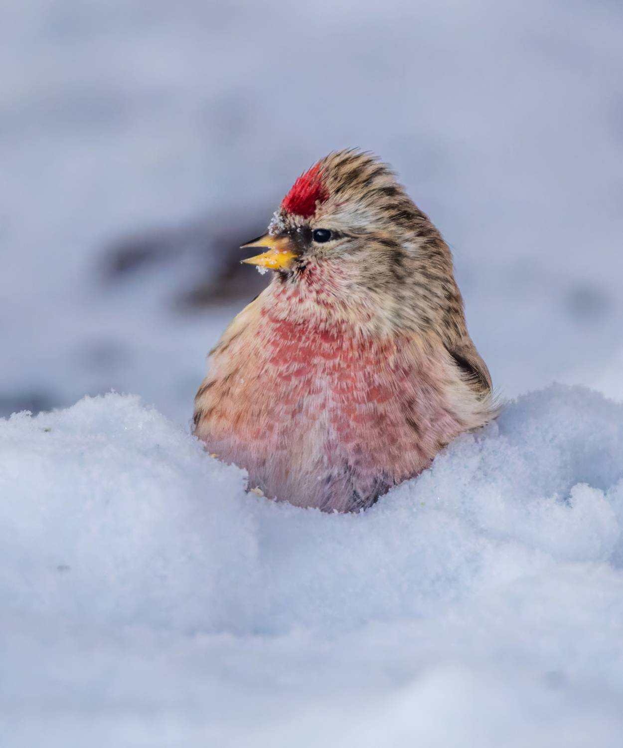 ***. Автор: Дэм Константин , Дэм Константин