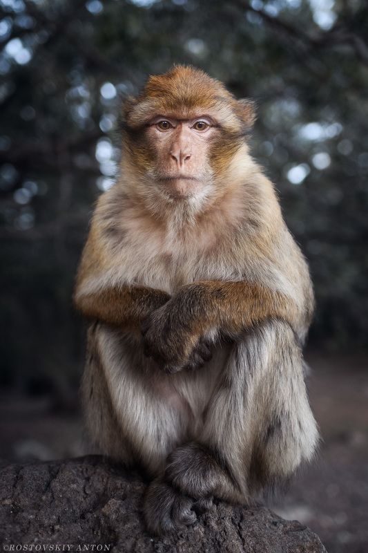 мысли, портрет, задумчивый, фототур, Марокко,  Сложные мысли | фототур в Мароккоphoto preview