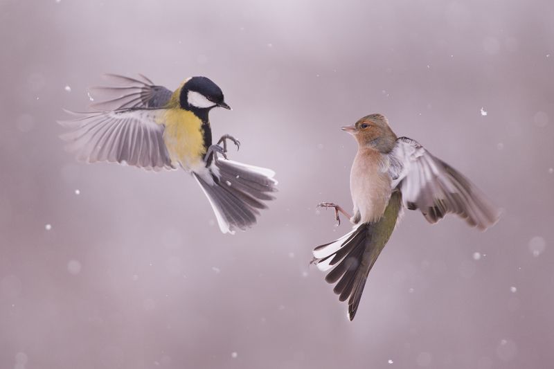 Соревнование на снегуphoto preview