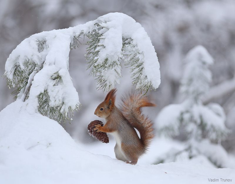 белка, squirrel Снежная зима, но шишку надо перепрятать!photo preview