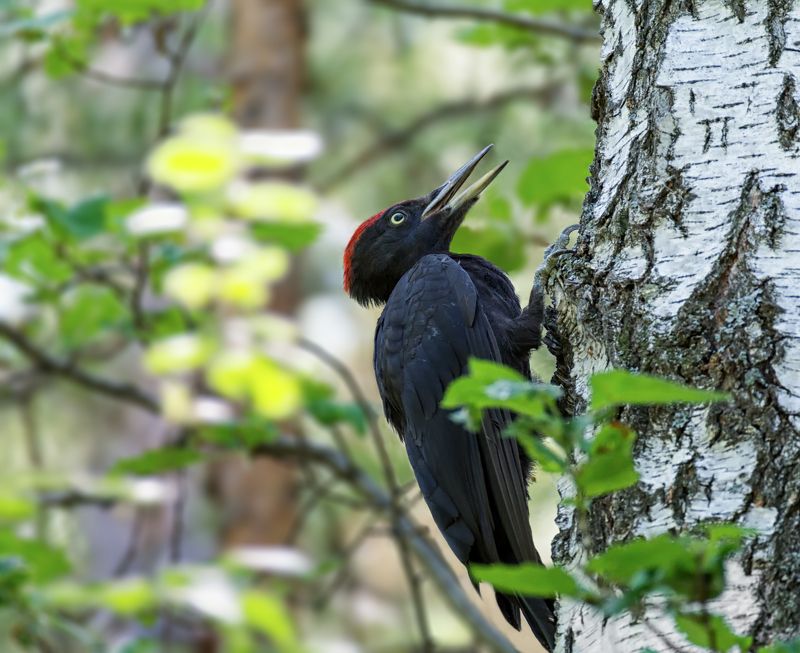 птица, дятел, желна, слётки, Слётки - малышиphoto preview