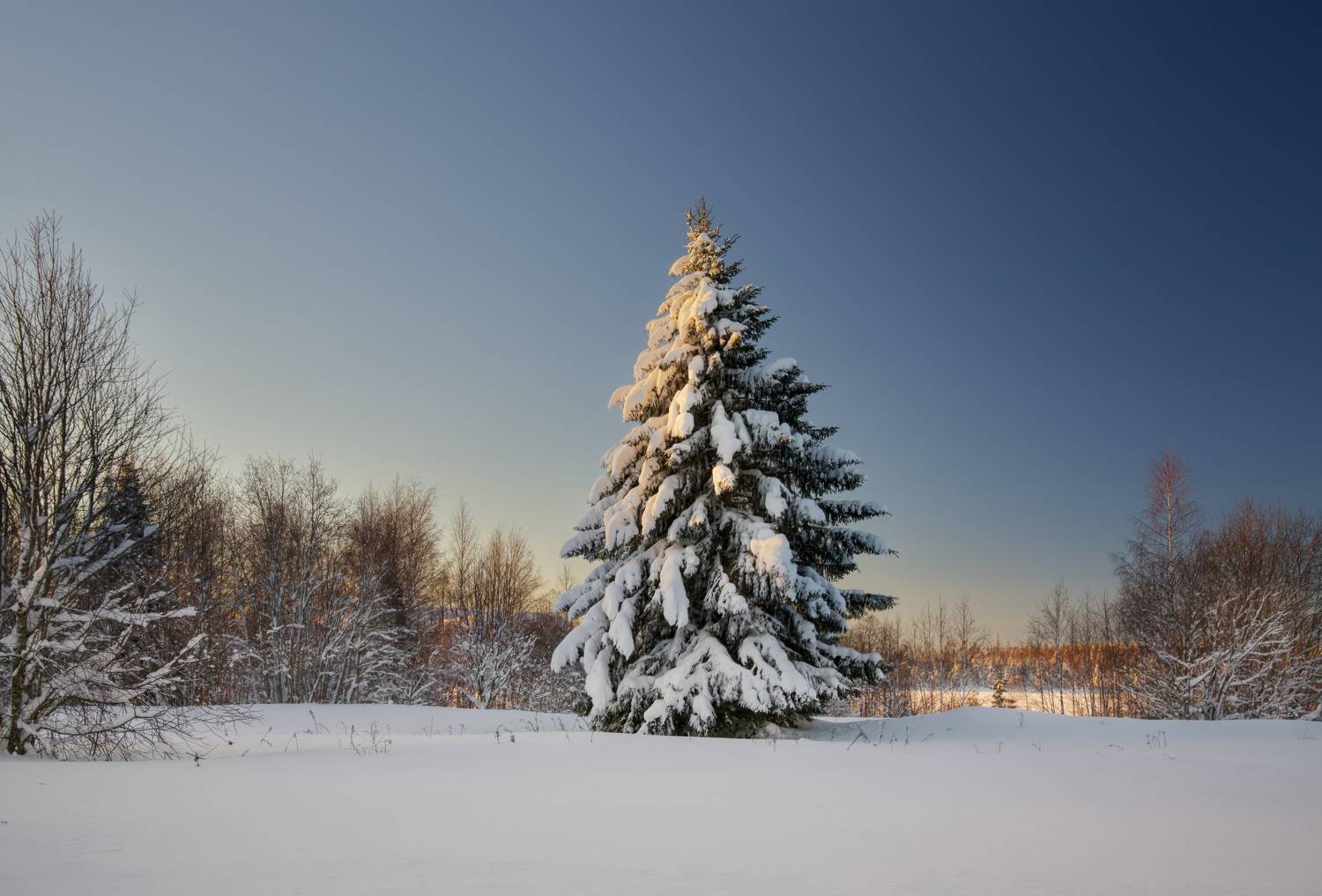 Красавица. Автор: Шишпанов Игорь , Шишпанов Игорь