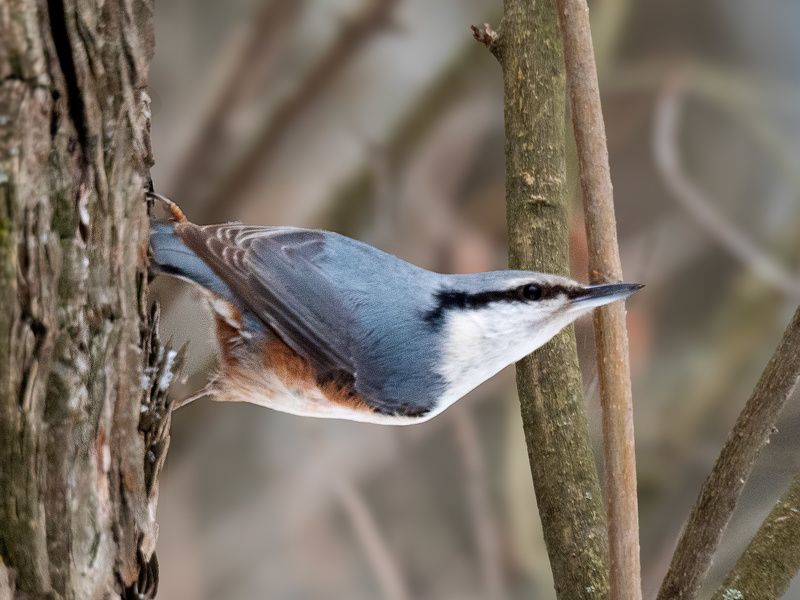 Красавчик. Поползеньphoto preview