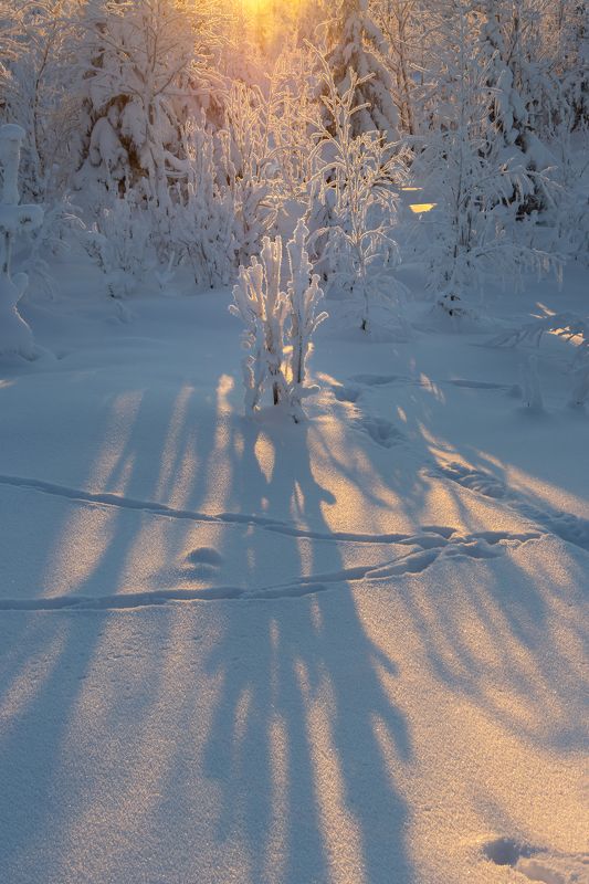 снег, иней, зима, мороз, сугроб, след, солнце photo preview