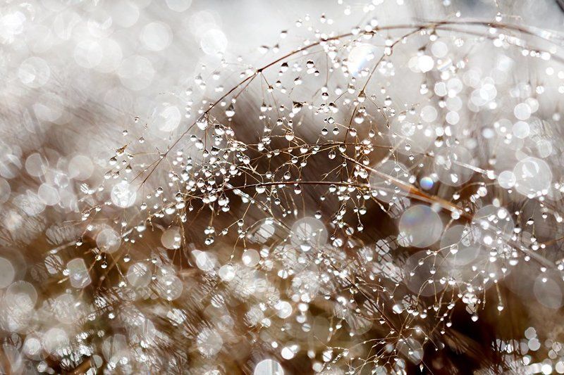 Осенние росыphoto preview