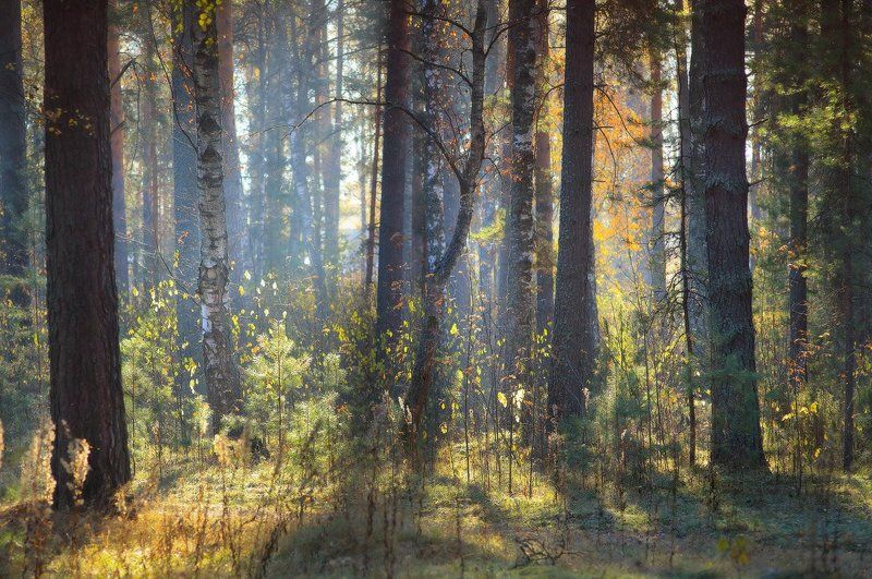 Струился свет на осенний лесphoto preview