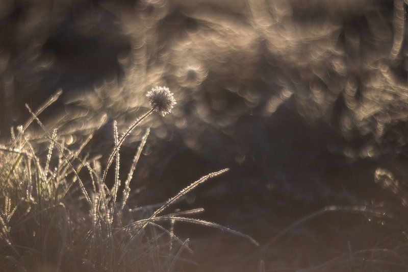 helios, гелиос Одним октябрьским утромphoto preview