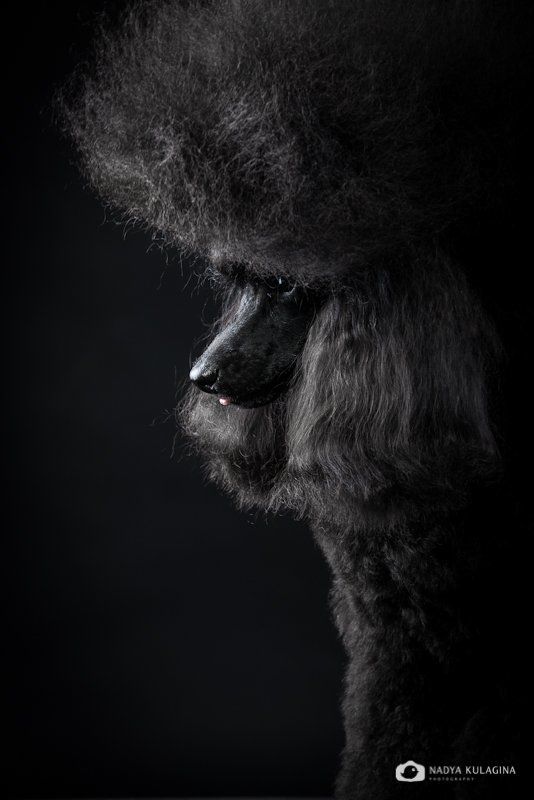 Black, Dog, Portrait, Studio, Портрет, Свет, Собака, Студия, Черное Кайphoto preview