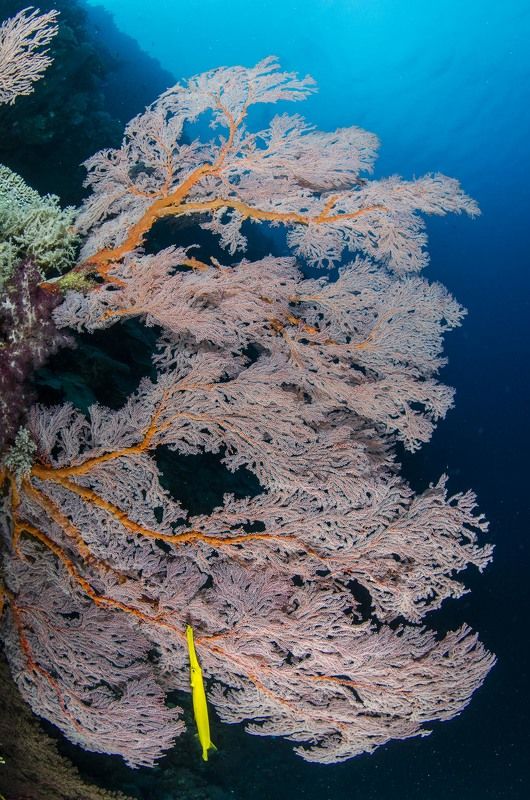 животные, природа, подводный мир, под водой, море, океан Сказочный садphoto preview