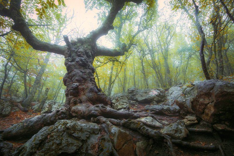 Клён Стевенаphoto preview