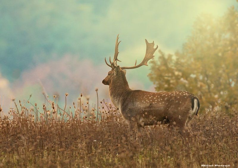 Wildlife Kingphoto preview