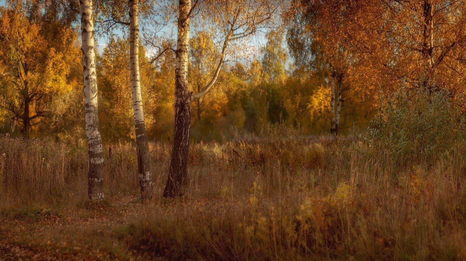 закат, осень, пейзаж, пушкин, царское село, питер, санкт-петербург, отдельный парк, отдельный, helios, гелиос, Таня SHE (Aiya)