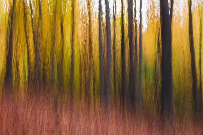 Краски осеннего лесаphoto preview