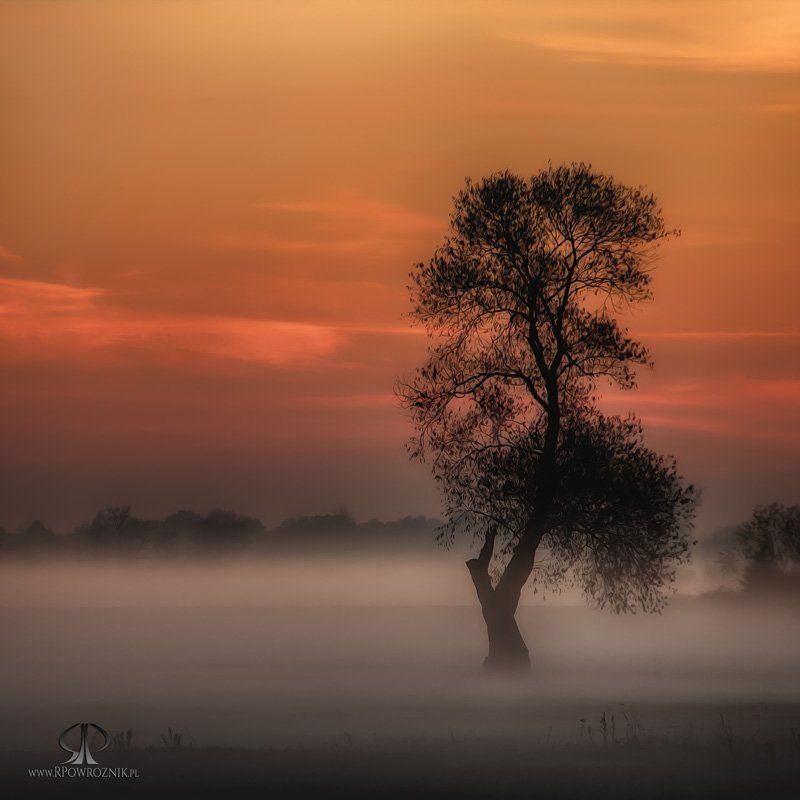 Fog, Landscape, Rpowroznik, Sunset, Tree lonely...photo preview