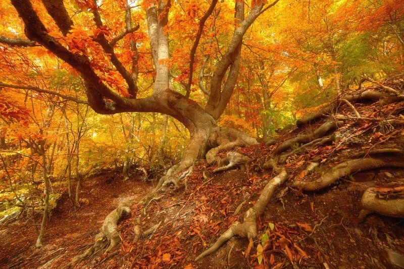 Демерджи, Крым Пять дней осениphoto preview