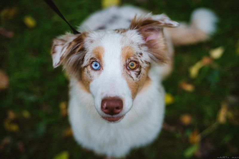 Dog, Австралийская овчарка, Аусси, Глаза, Собака Моллиphoto preview