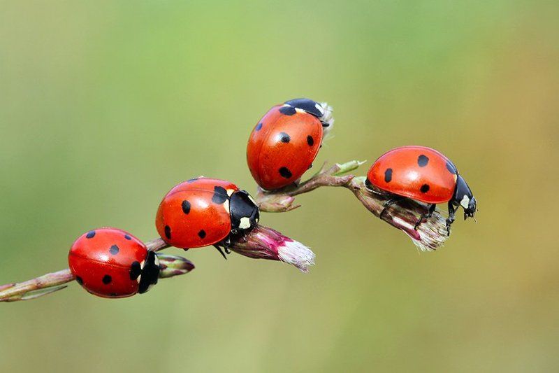 ladybug animals red canon macro autumn today ladybugsphoto preview