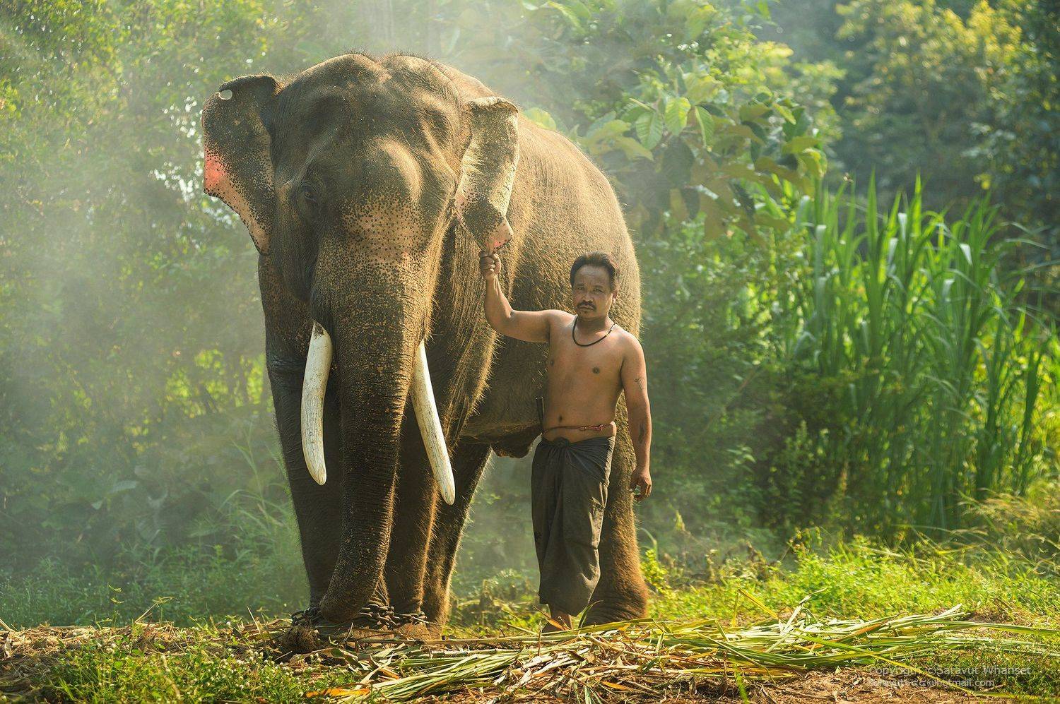 Animals, Asia, Asian, Culture, Elephant, Green, Journey, People, Photo, Photography, Thai, Thailand, Tour, Touring, Travel, Saravut Whanset