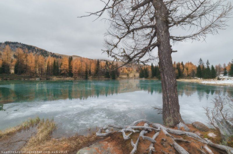 sony,	горы,	дерево, доломиты,	италия,	корни, озеро,	осень,	пейзаж,	снег, a7r,	san pellegrino,	берюза Италия. Пасмурно-дождливое утро на озере San Pellegrino.photo preview