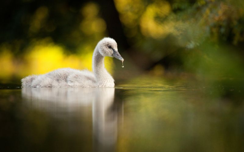 Black swanphoto preview