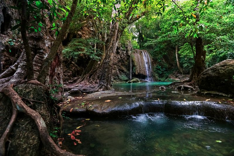 #nature #flora #водопад #plant #beautifull #природа #растения #джунгли #река #тропики Джунгли Тайландаphoto preview