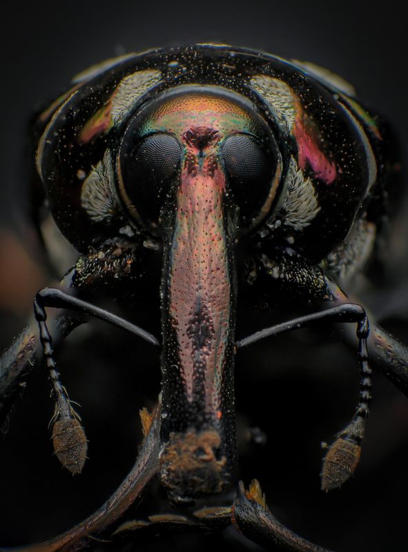 macro, insect, nature, weevil Weevilphoto preview