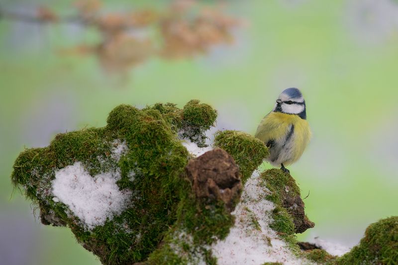 лазоревка, птицы, birds, wildlife, blue tit, зима Зимняя лазоревкаphoto preview