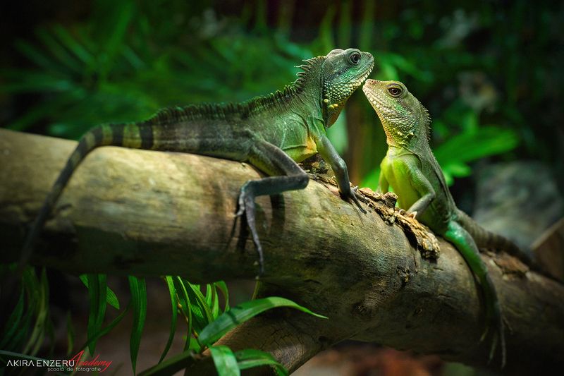 iguana ***photo preview